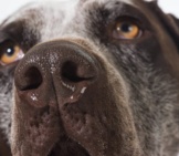 Closeup Of A German Shorthaired Pointer&#039;S Nose. Photo By: (C) Colecanstock Www.fotosearch.com