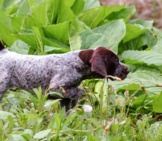 German Shorthaired Pointer Puppy Pointing. Photo By: (C) Colecanstock Www.fotosearch.com