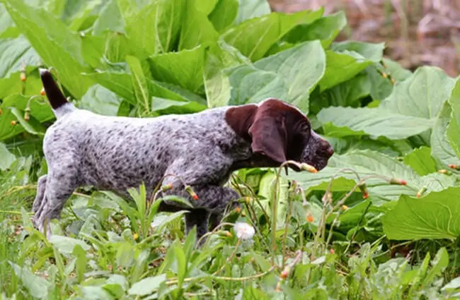German Shorthaired Pointer puppy pointing. Photo by: (c) Colecanstock www.fotosearch.com