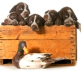 Litter Of German Shorthaired Pointer Puppies. Photo By: (C) Colecanstock Www.fotosearch.com