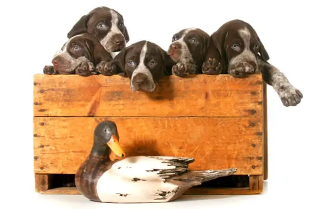 Litter of German Shorthaired Pointer puppies. Photo by: (c) Colecanstock www.fotosearch.com
