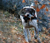 German Shorthaired Pointer Retrieving A Mountain Quail.photo By: (C) Merfythcow Www.fotosearch.com