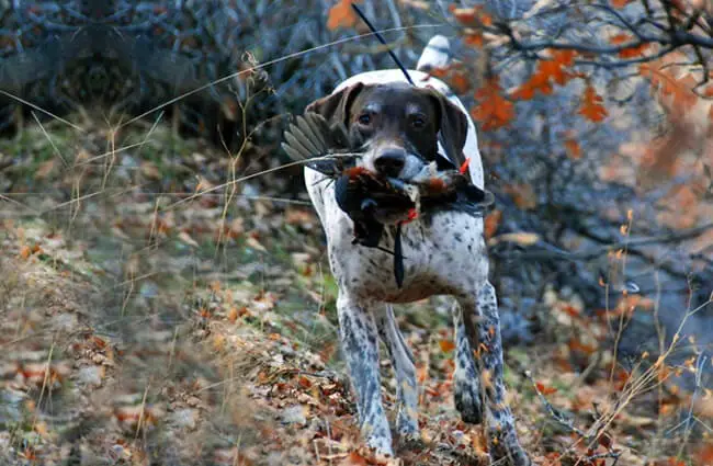German Shorthaired Pointer retrieving a mountain quail.Photo by: (c) merfythcow www.fotosearch.com