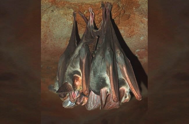A pair of ghost bats, at the Alice Springs Desert Park Photo by: By Mark Marathon https://creativecommons.org/licenses/by-sa/3.0