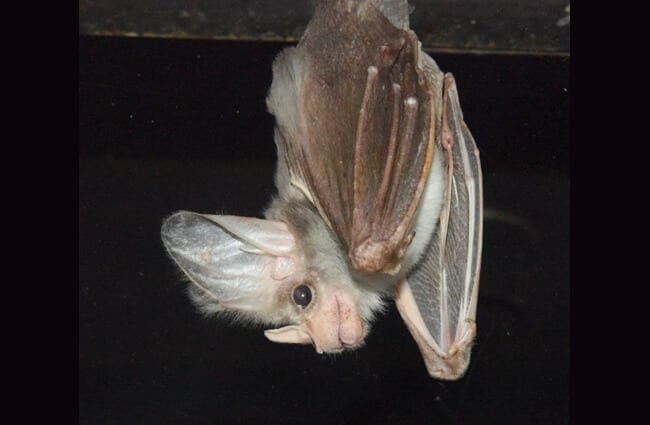 Ghost bat, at the Featherdale Wildlife Park, Sydney, AustraliaPhoto by: By Sardaka https://creativecommons.org/licenses/by-sa/4.0