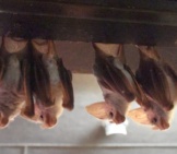 Ghost Bats, At The Featherdale Wildlife Park, Sydney, Australia Photo By: By Sardaka Https://Creativecommons.org/Licenses/By-Sa/4.0