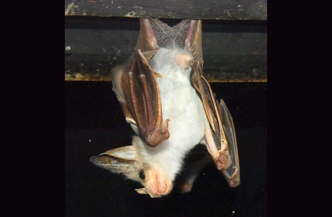 Ghost bat, at the Featherdale Wildlife Park, Sydney, AustraliaPhoto by: By Sardaka https://creativecommons.org/licenses/by-sa/4.0