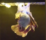 Ghost Bat, At The Featherdale Wildlife Park, Sydney, Australiaphoto By: By Sardaka Https://Creativecommons.org/Licenses/By-Sa/4.0