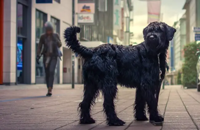 Giant Schnauzer on a walk in the city Photo by: breierhajo https://creativecommons.org/licenses/by/2.0/