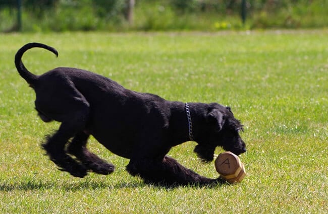Giant Schnauzer playing in the yard 