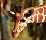 Giraffe Closeup