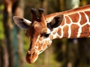 Giraffe Giraffe closeup