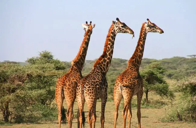 Group of giraffe