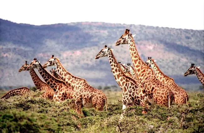 A herd of giraffes (also known as a &quot;tower&quot; of giraffes)