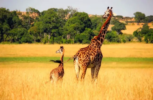 Giraffe - Description, Habitat, Image, Diet, and Interesting Facts