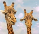 A Pair Of Giraffes Checking Out The Camera