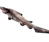 A Juvenile Goblin Shark. Photo By: By Dianne J. Bray / Museum Victoria Https://Creativecommons.org/Licenses/By/3.0