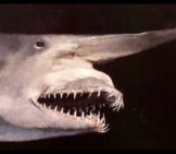 Closeup Of A Goblin Sharkphoto By: Justinhttps://Creativecommons.org/Licenses/By/2.0/