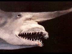 Closeup of a goblin sharkPhoto by: Justinhttps://creativecommons.org/licenses/by/2.0/