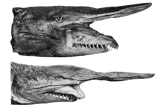 Illustrations of Goblin Sharks.