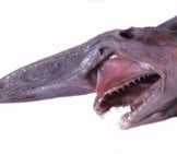 Head Of A Goblin Shark With Jaws Extended. Photo By: By Dianne Bray / Museum Victoria Https://Creativecommons.org/Licenses/By/3.0/Au/Deed.en