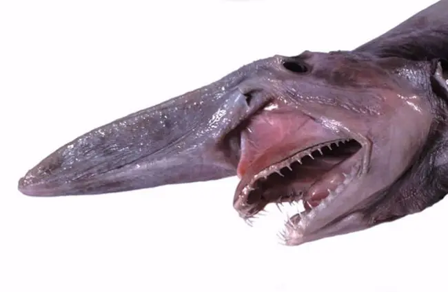 Head of a goblin shark with jaws extended. Photo by: By Dianne Bray / Museum Victoria https://creativecommons.org/licenses/by/3.0/au/deed.en