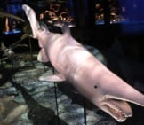 Goblin Shark Display At The Natural History Museum In Vienna. Https://Creativecommons.org/Licenses/By-Sa/3.0/Deed.en
