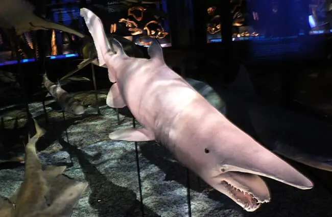 Goblin shark display at the Natural History Museum in Vienna. https://creativecommons.org/licenses/by-sa/3.0/deed.en