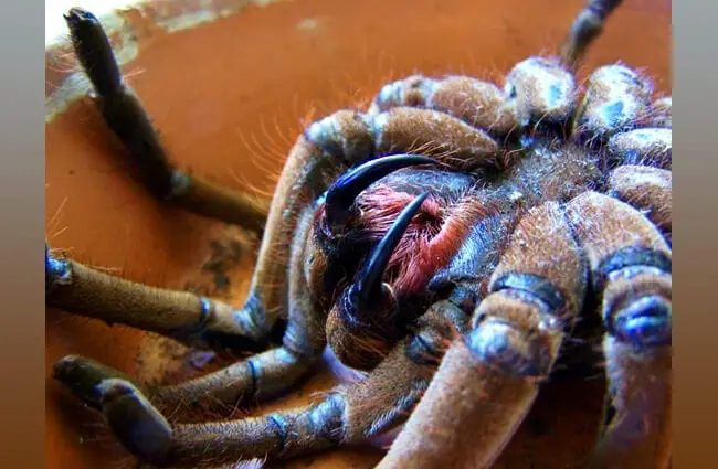 Fangs of the Goliath Birdeater Photo by: (c) Worldunity www.fotosearch.com