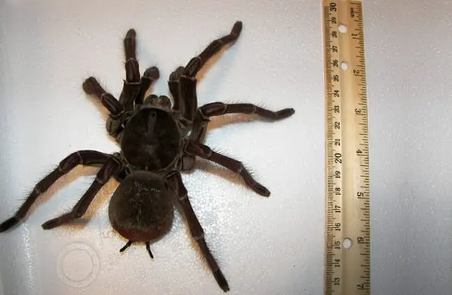 Размер тарантула-птицееда-голиафа Фото: John https://creativecommons.org/licenses/by/2.0/