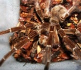 10-Inch Male Goliath Birdeater Photo By: John Https://Creativecommons.org/Licenses/By/2.0/