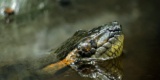 Green Anaconda In The Water
