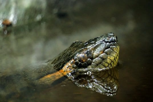Green anaconda in the water