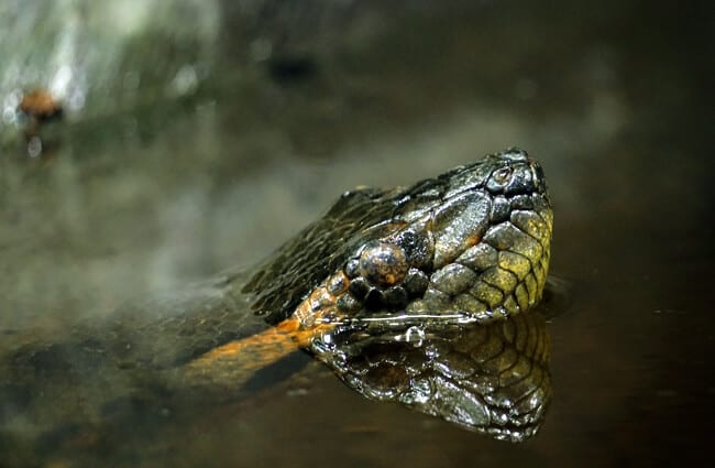 Green Anaconda Description Habitat Image Diet And Interesting Facts