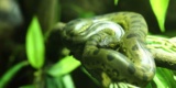 Green Anaconda In The Jungle. Photo By: (C) Hin255 Www.fotosearch.com
