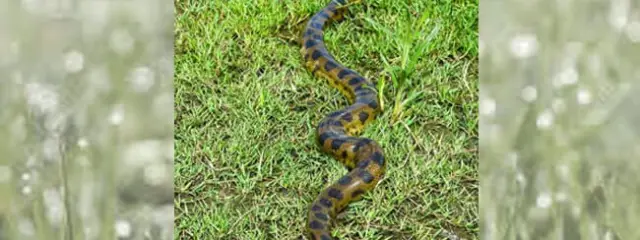 Green anaconda at the Las Pampas de Yacuma National Park Photo by: (c) Toniflap www.fotosearch.com