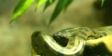 Closeup Of A Green Anaconda In The Jungle. Photo By: (C) Hin255 Www.fotosearch.com
