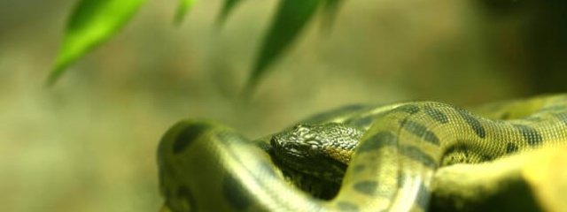 Крупный план зеленой анаконды в джунглях. Фото: (c) hin255 www.fotosearch.com