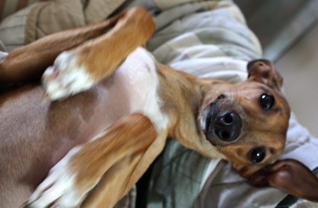 Adorable Greyhound posing for her human Photo by: madaise https://creativecommons.org/licenses/by-nd/2.0/