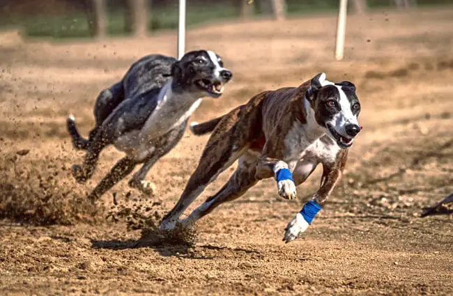 Racing Greyhounds