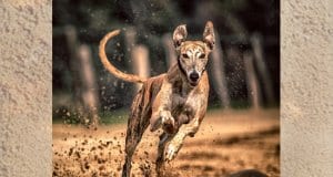 Greyhound racing toward the camera