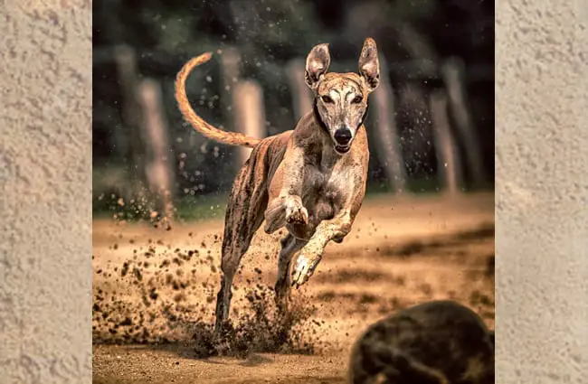 Greyhound racing toward the camera