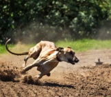 Extreme Racing - Notice This Greyhound&#039;S Muscles!