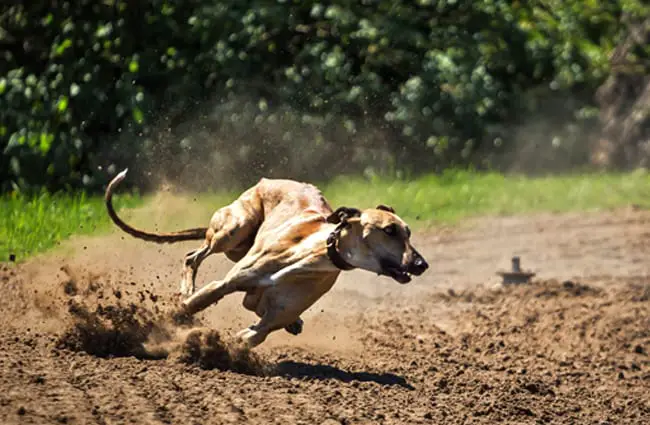 Extreme racing - notice this Greyhound&#039;s muscles!