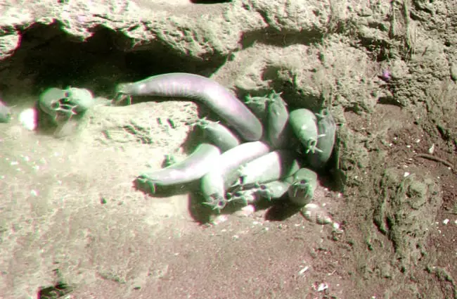 Hagfish protruding from under rocks Photo by: NOAA Photo Library https://creativecommons.org/licenses/by/2.0/