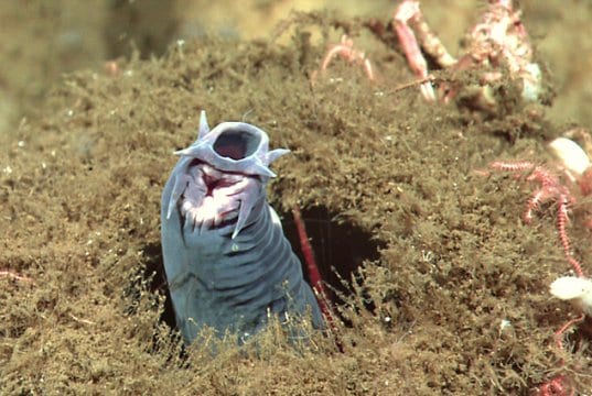 A hagfish protruding from a spongePhoto by: NOAA Okeanos Explorer Programhttps://creativecommons.org/licenses/by/2.0/