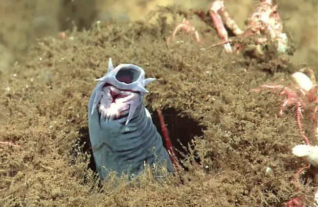 A hagfish protruding from a spongePhoto by: NOAA Okeanos Explorer Programhttps://creativecommons.org/licenses/by/2.0/