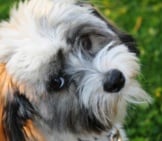 Young Havanese Dog Posing For The Camera
