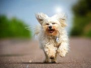 Havanese dogPhoto by: (c) buchsammy www.fotosearch.com