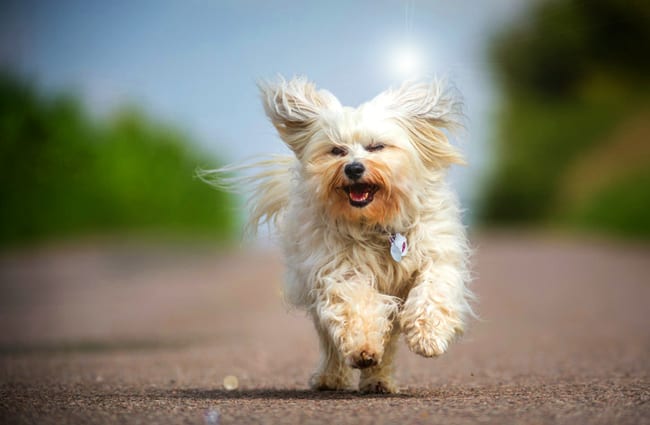 what health problems do havanese dogs have